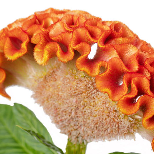 Celosia Act Zara Orange