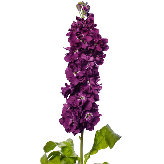 Matthiola Milla Aubergine