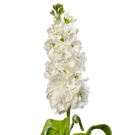 Matthiola Milla White