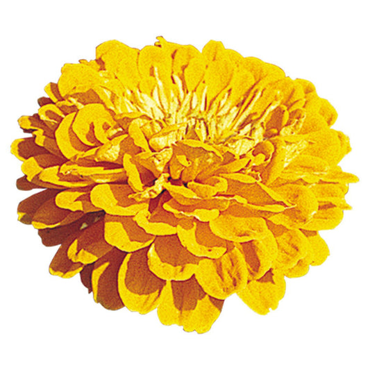 Zinnia Benary's Giants Golden Yellow