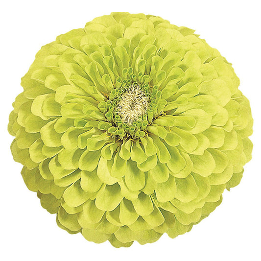 Zinnia Benary's Giants Lime