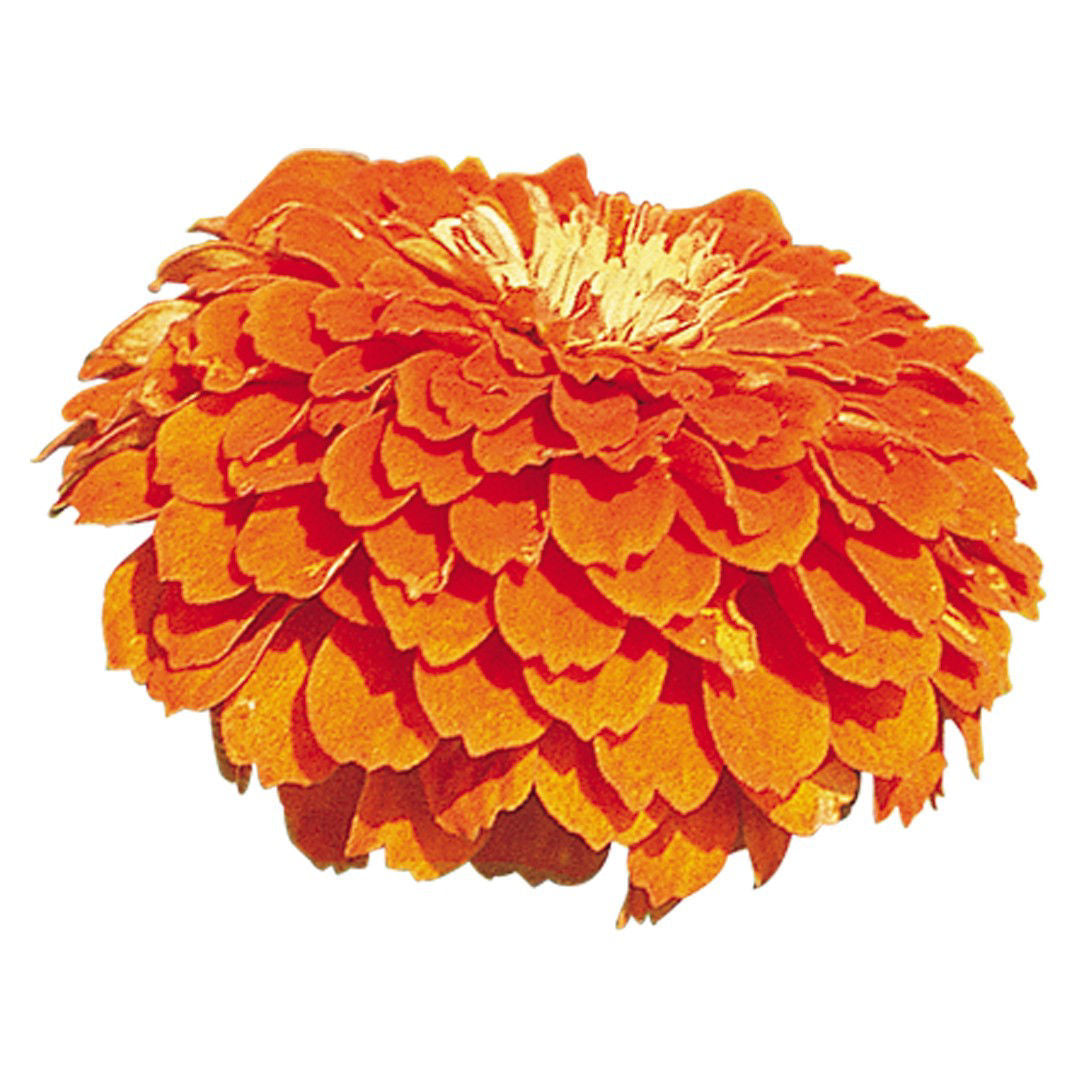 Zinnia Benary's Giants Orange