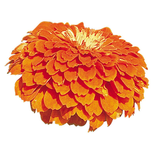 Zinnia Benary's Giants Orange