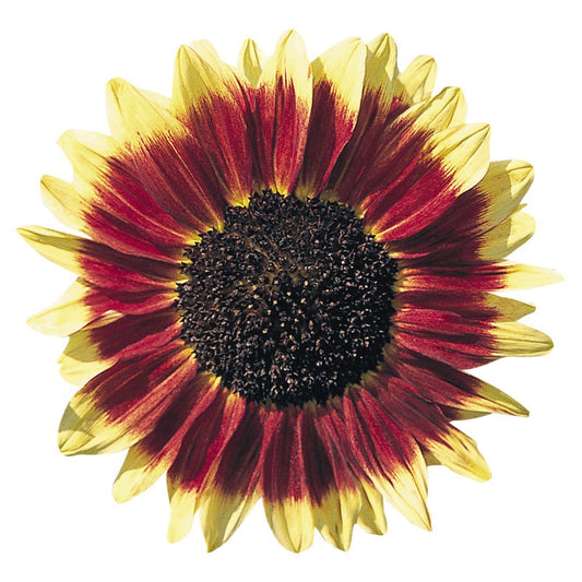 Helianthus Florenza