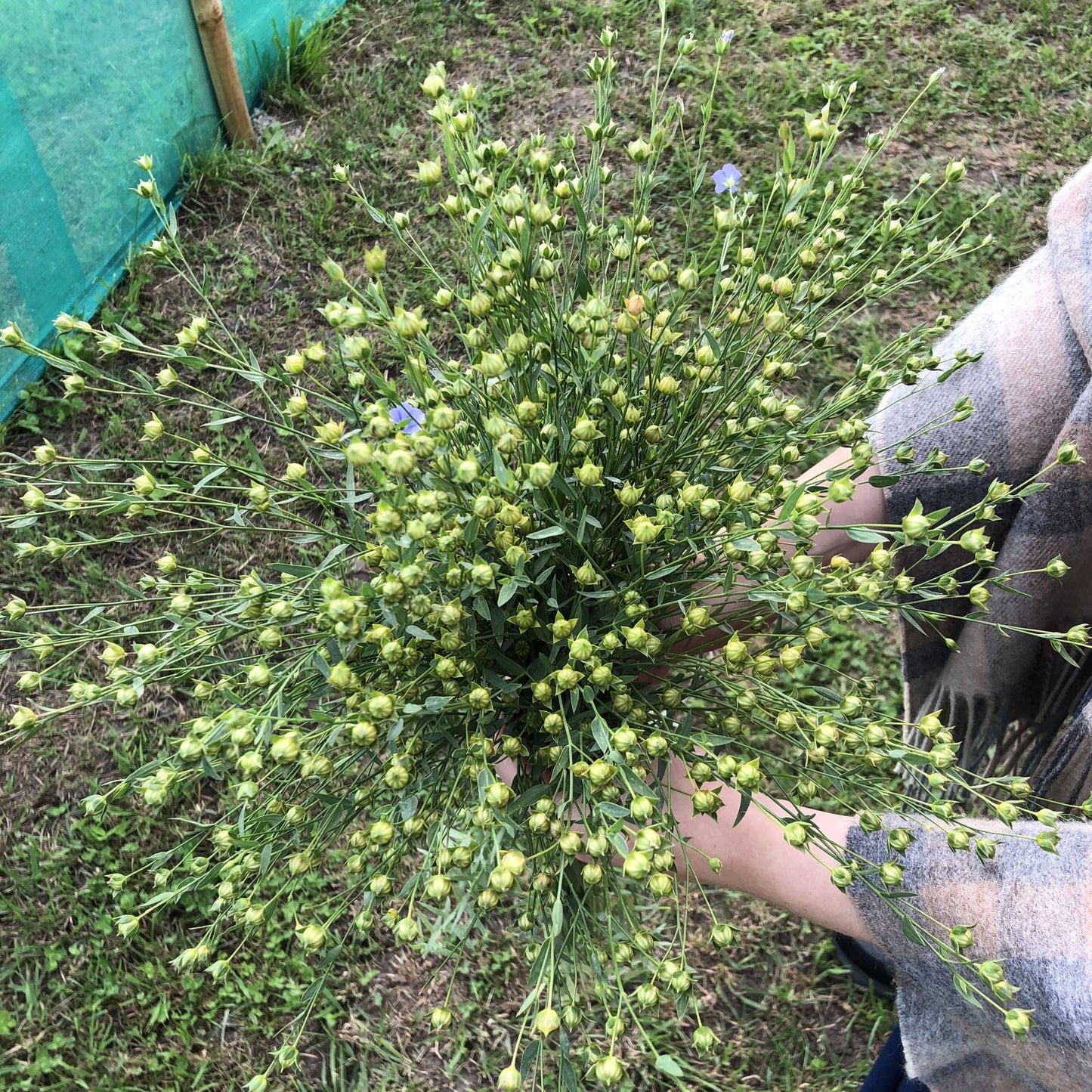 Flax