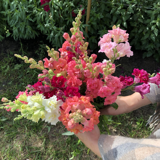Snapdragon Madame Butterfly Mix