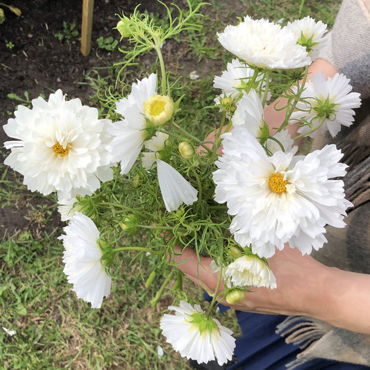 Cosmos Double Click Snow Puff