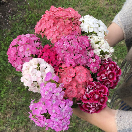 Dianthus Frisco F2 Mix