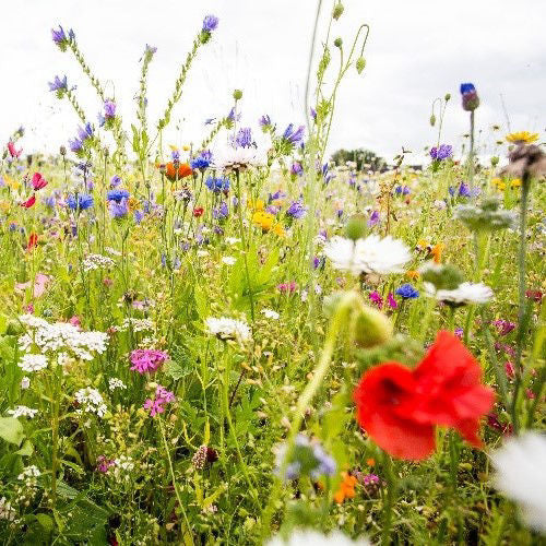 Semenco's Flower Meadow