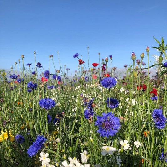 Semenco Pollinator Mix