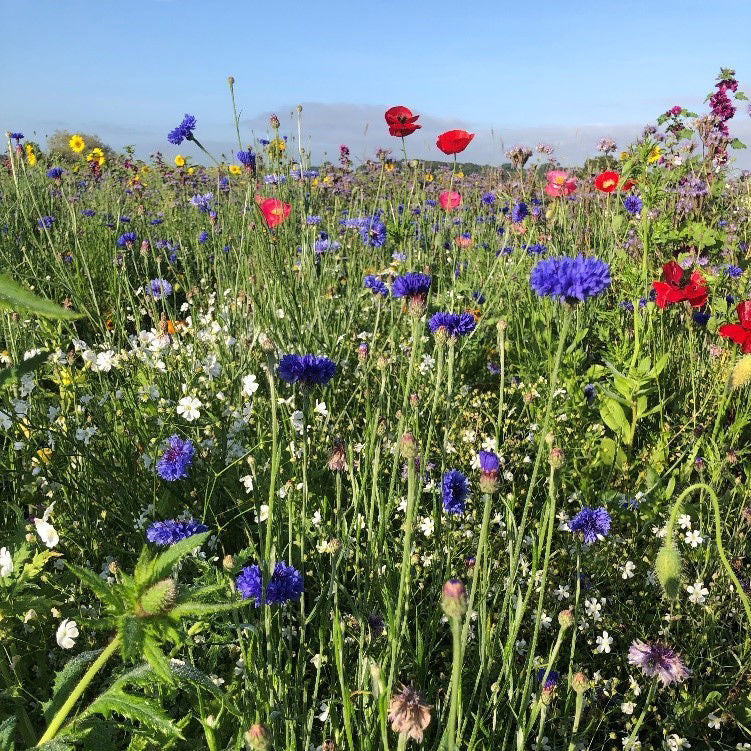 Semenco Pollinator Mix