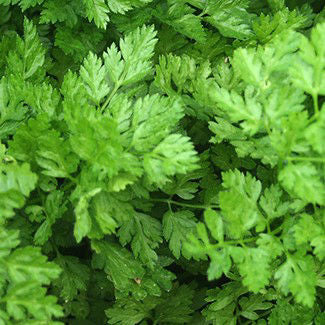 Danish chervil Massa