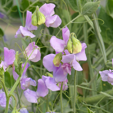 Lathyrus Spring Sunshine Lilac