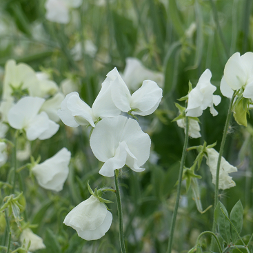 Lathyrus Spring Sunshine White