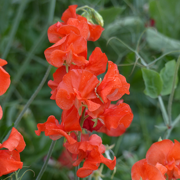 Lathyrus Spring Sunshine Orange
