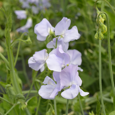 Lathyrus Spring Sunshine Light Blue