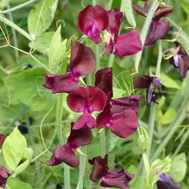 Lathyrus Spring Sunshine Burgundy