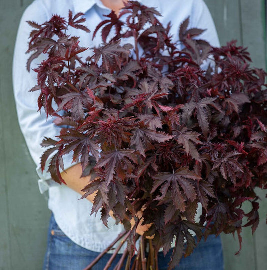 Hibiscus Mahogany Splendor