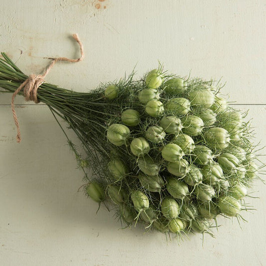 Nigella Green Pod