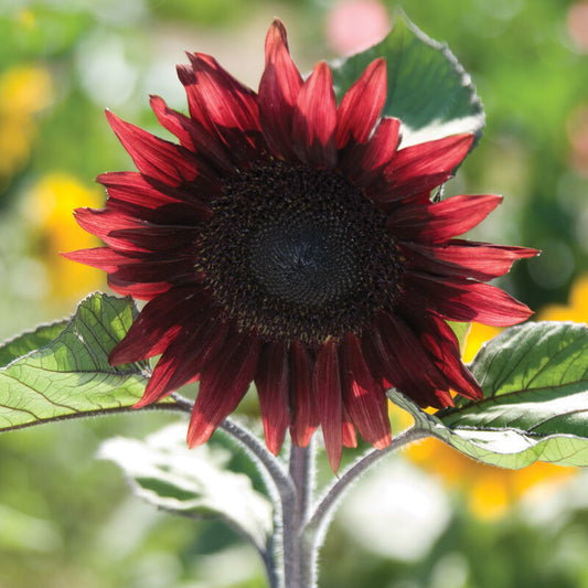 Helianthus Procut Red F1