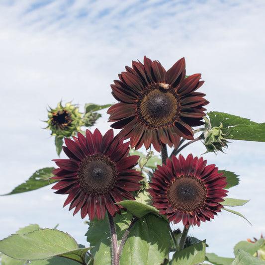 Helianthus Rouge Royale