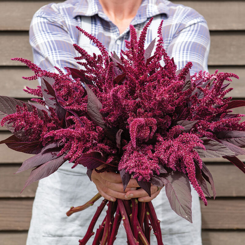 Amaranthus Velvet Curtains