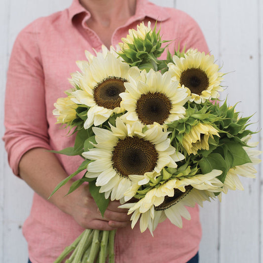 Helianthus Procut White Nite F1