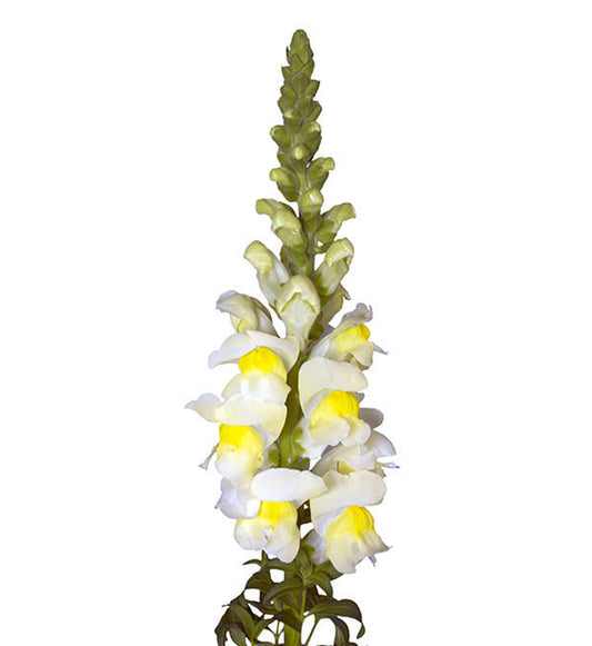 Antirrhinum Orleans Early Lemon
