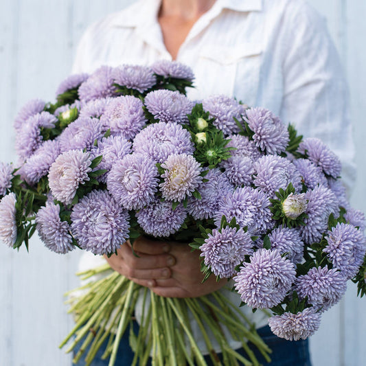 Callistephus Lady Coral Lavender