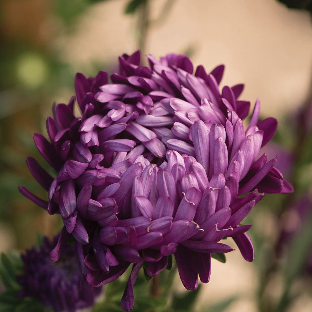 Callistephus Tower Violet