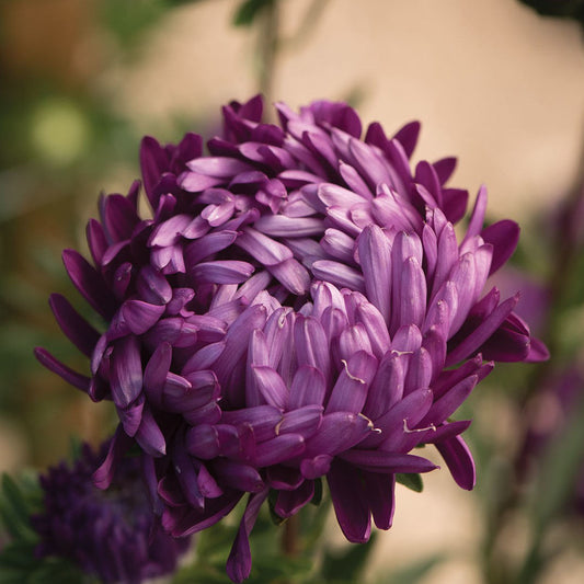 Callistephus Tower Violet