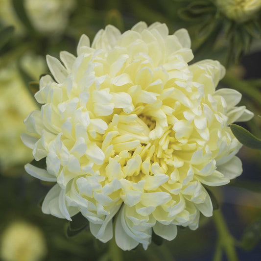 Callistephus Tower Yellow