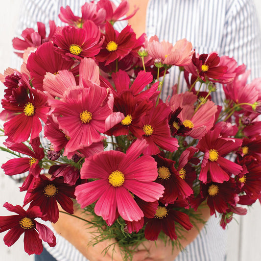 Cosmos Rubenza