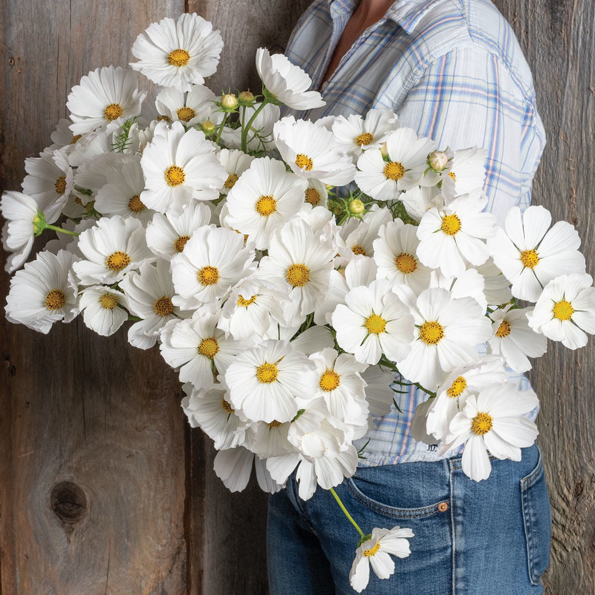 Cosmos Afternoon White
