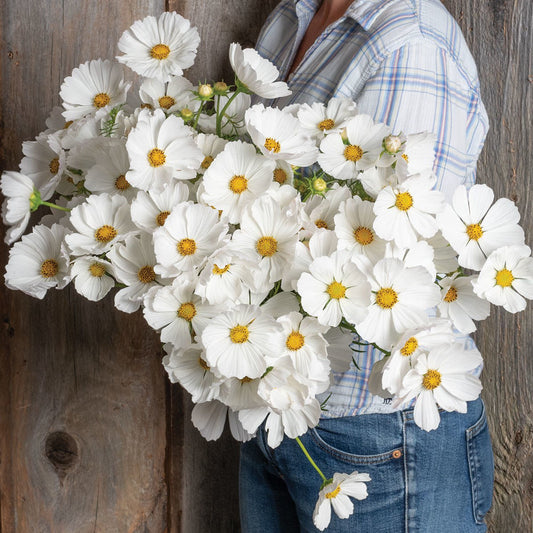 Cosmos Afternoon White