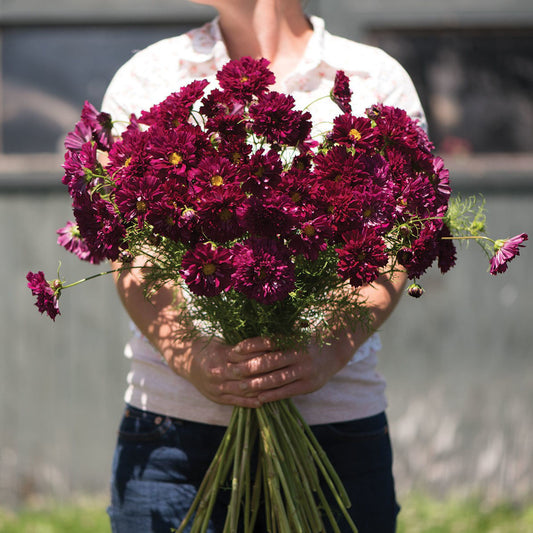 Cosmos Double Click Cranberries