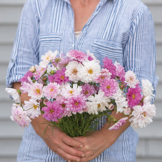 Cosmos Double Click Bicolor Pink