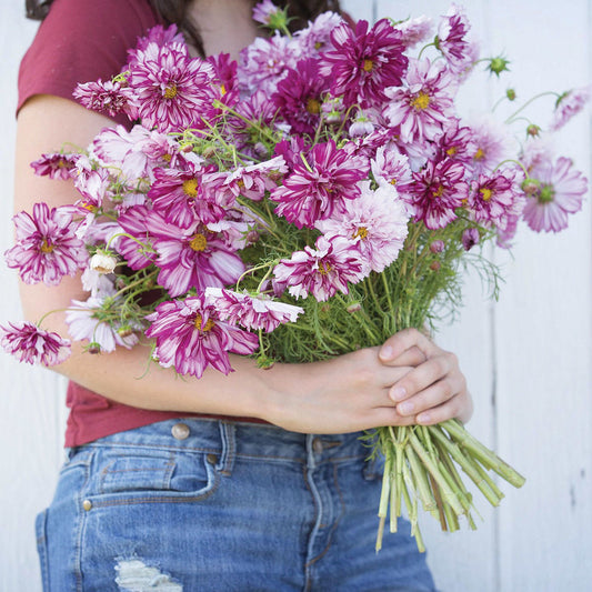 Cosmos Double Click Bicolor Violet