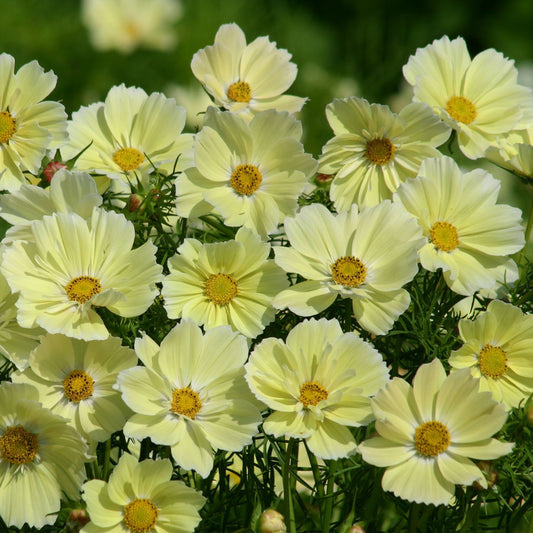 Cosmos Xanthos
