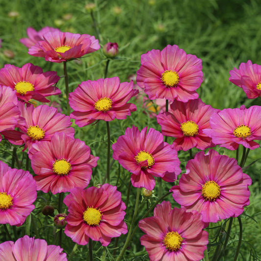 Cosmos Xsenia