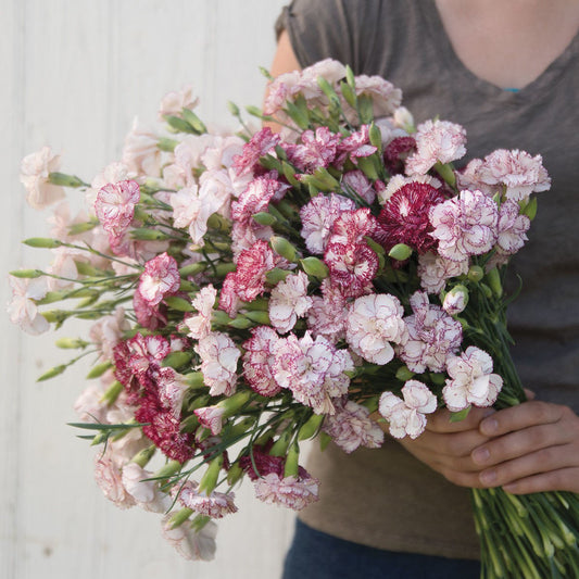 Dianthus Chabaud Benigna