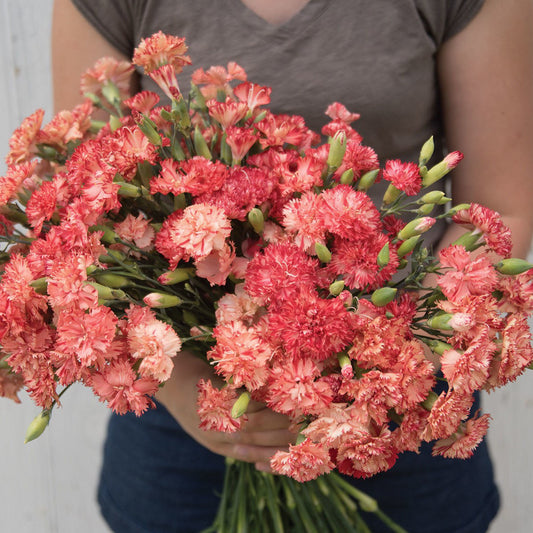 Dianthus Chabaud Orange Sherbet