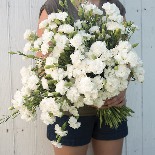 Dianthus Chabaud Jeanne Dionis