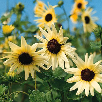 Helianthus Vanilla Ice