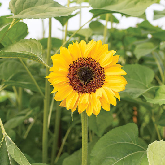 Helianthus Procut Horizon F1
