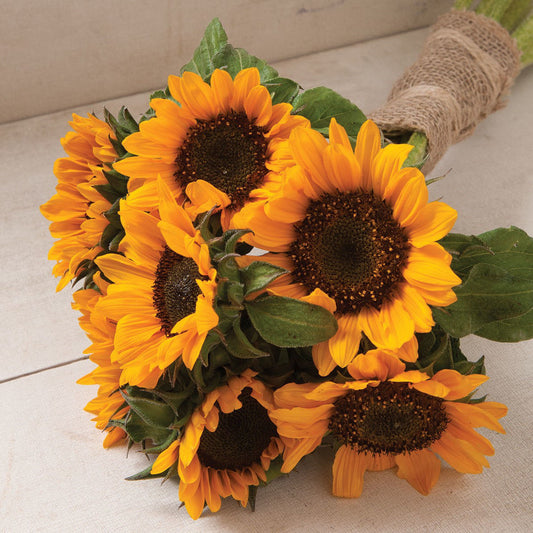 Sunflower Sonja