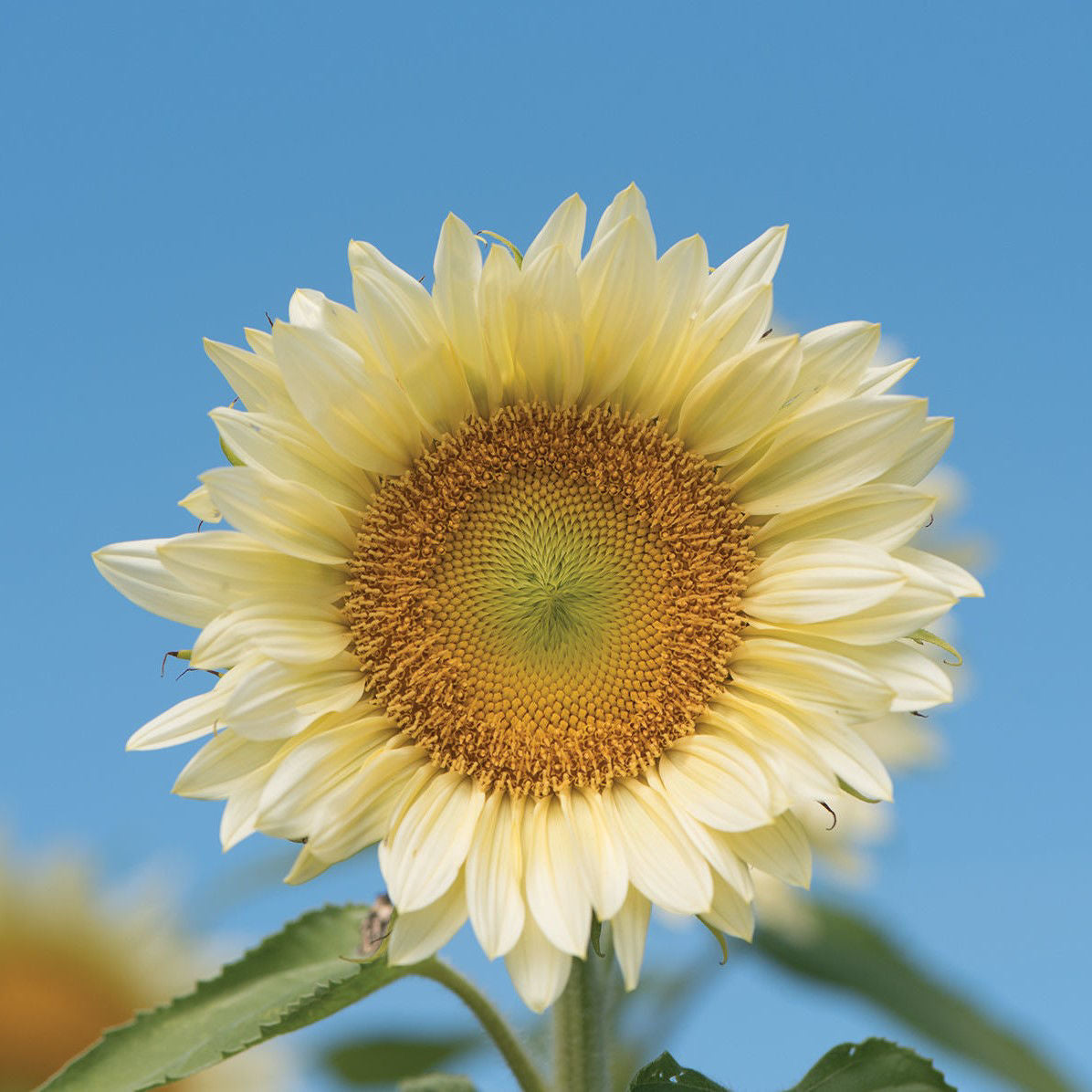 Helianthus Procut White Lite F1
