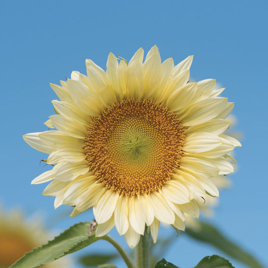 Helianthus Procut White Lite F1