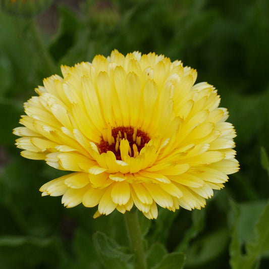 Calendula Pacific Cream Beauty