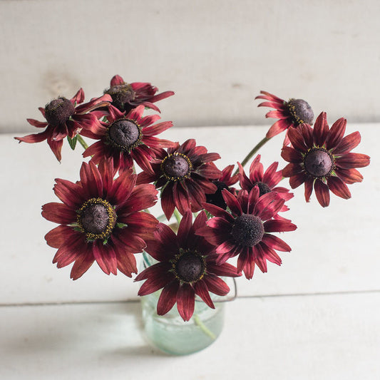 Rudbeckia Cherry Brand